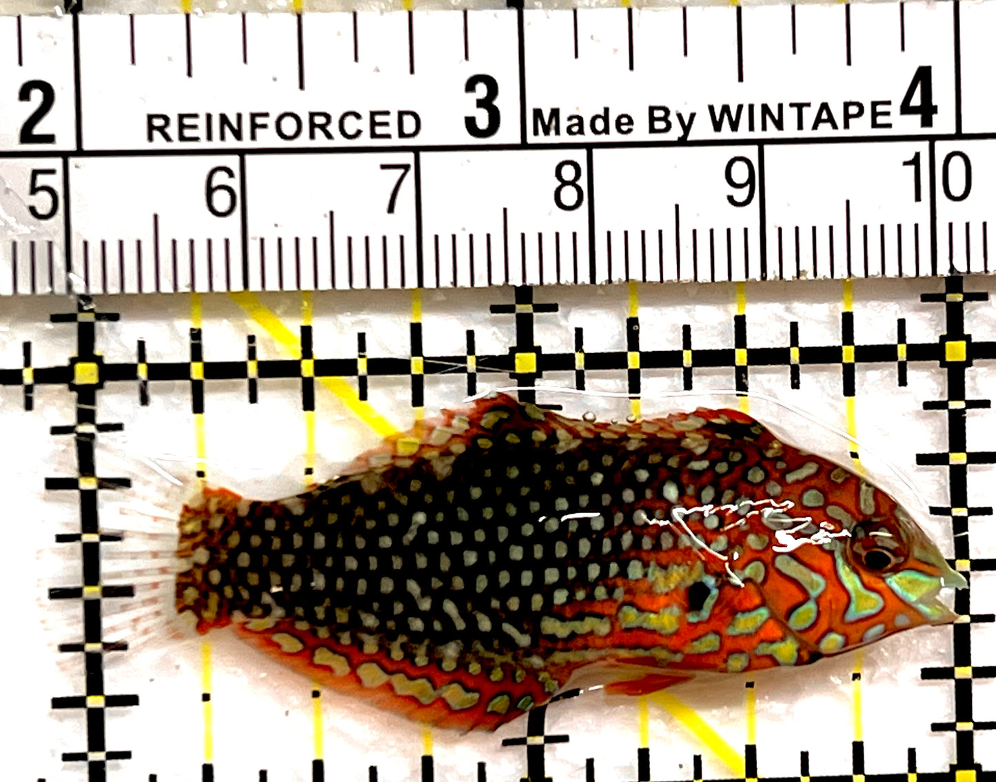 Ornate Leopard Wrasse OLW091502 WYSIWYG Size: ML 2" approx