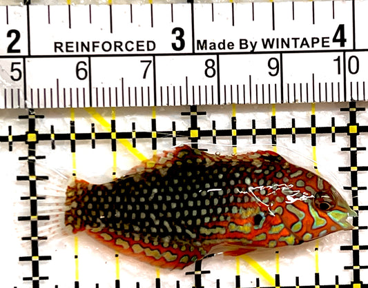 Ornate Leopard Wrasse OLW091502 WYSIWYG Size: ML 2" approx