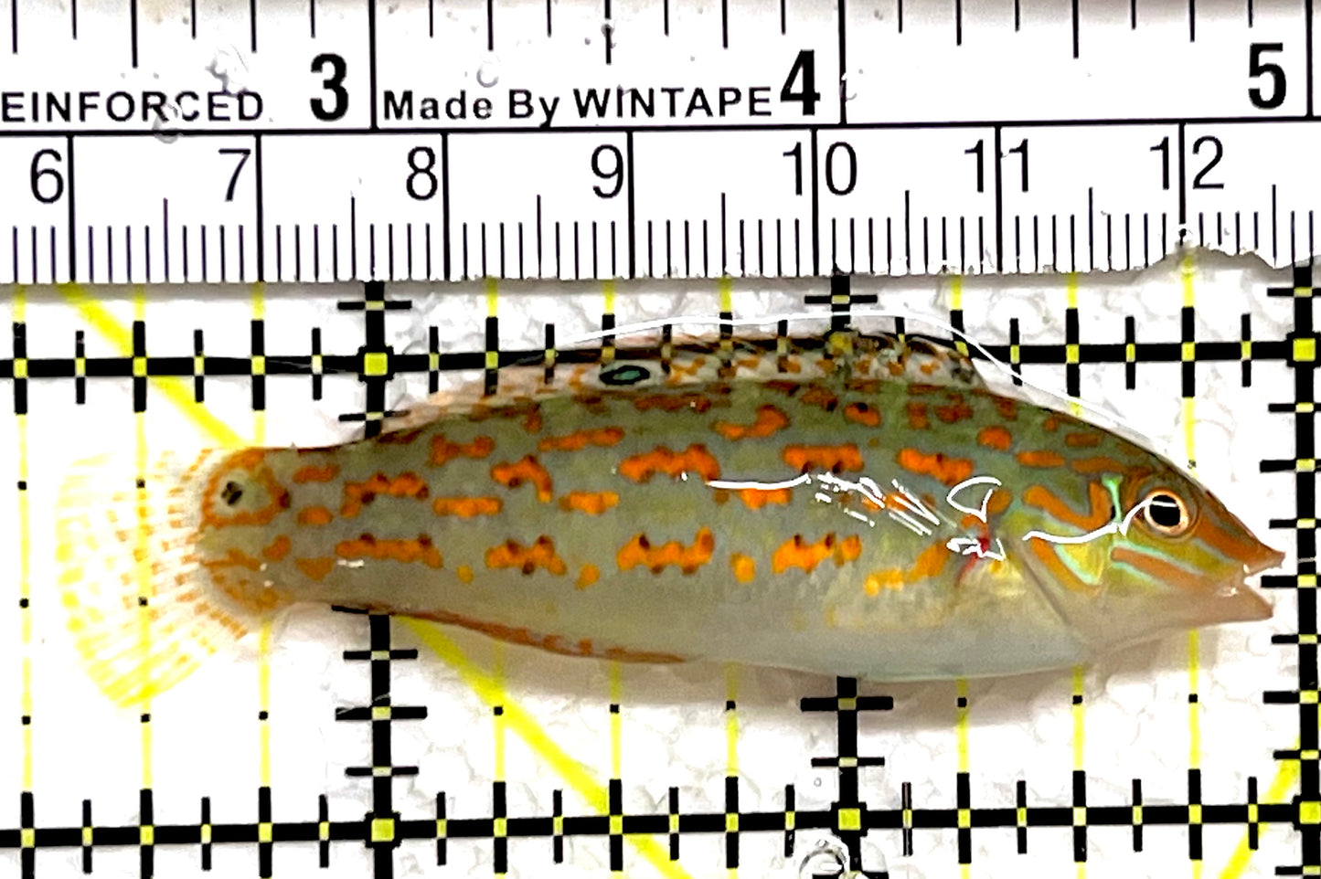 Timor Wrasse TW091502 WYSIWYG Size: L 2.75" approx