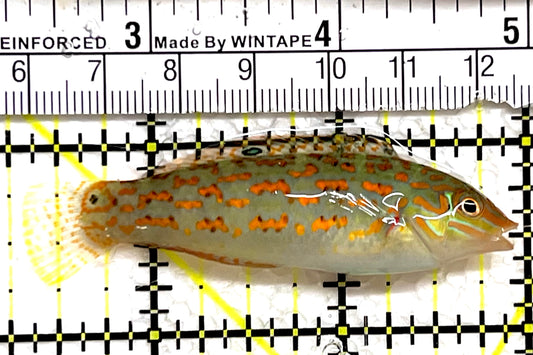Timor Wrasse TW091502 WYSIWYG Size: L 2.75" approx