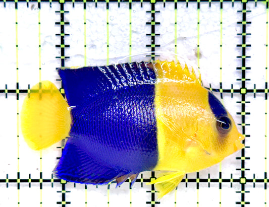 Bicolor Angelfish BA092102 WYSIWYG Size: L 2.5" approx
