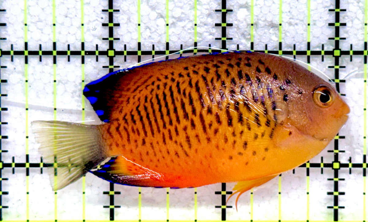 Rusty Angelfish RA092101 WYSIWYG Size: ML 2.75" approx
