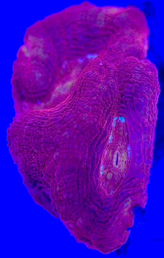 Acan Bowerbanki Red ABR103001 WYSIWYG