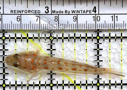 Diamond Watchman Goby DWG091303 WYSIWYG Size: M 2.5"