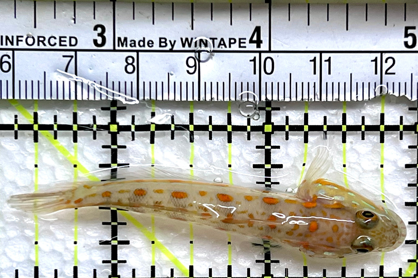 Diamond Watchman Goby DWG091303 WYSIWYG Size: M 2.5"