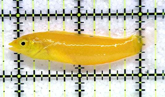 Yellow Coris Wrasse YCW092001 WYSIWYG Size: M 2.5" approx