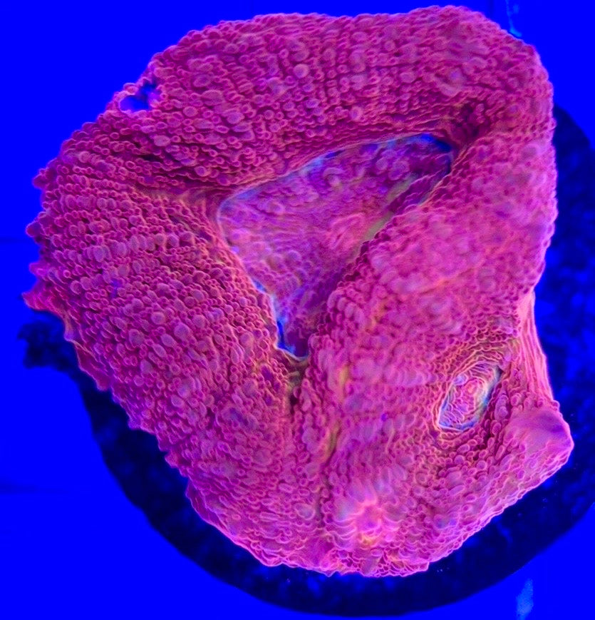Acan Bowerbanki Red ABR103002 WYSIWYG