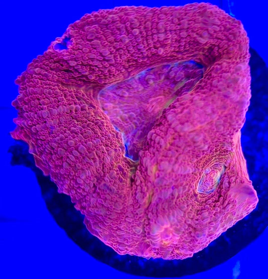 Acan Bowerbanki Red ABR103002 WYSIWYG