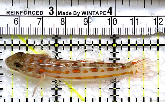 Diamond Watchman Goby DWG091304 WYSIWYG Size: M 2.75"