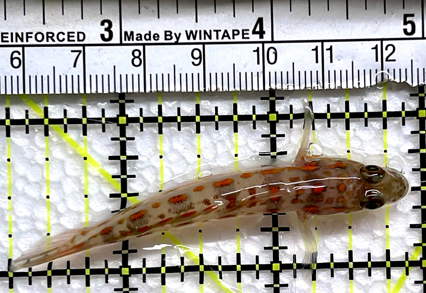 Diamond Watchman Goby DWG091304 WYSIWYG Size: M 2.75"