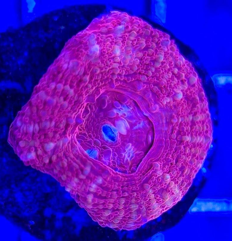 Acan Bowerbanki Red ABR103003 WYSIWYG