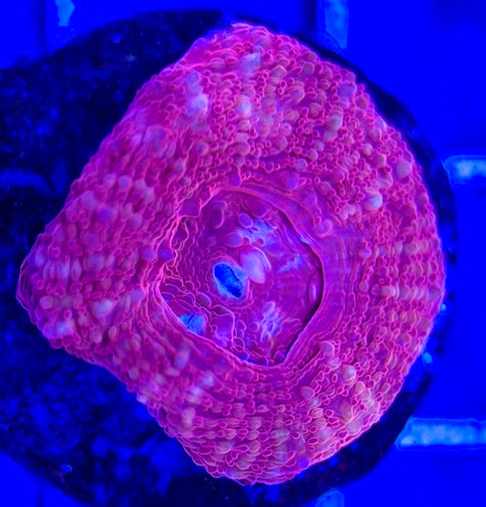Acan Bowerbanki Red ABR103003 WYSIWYG