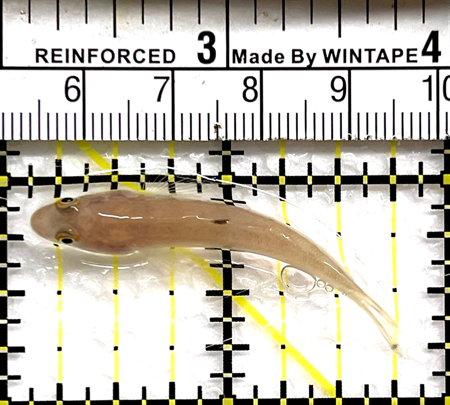 White Sand shifting Sleeper Goby WSSSG091501 WYSIWYG Size: S 2" approx