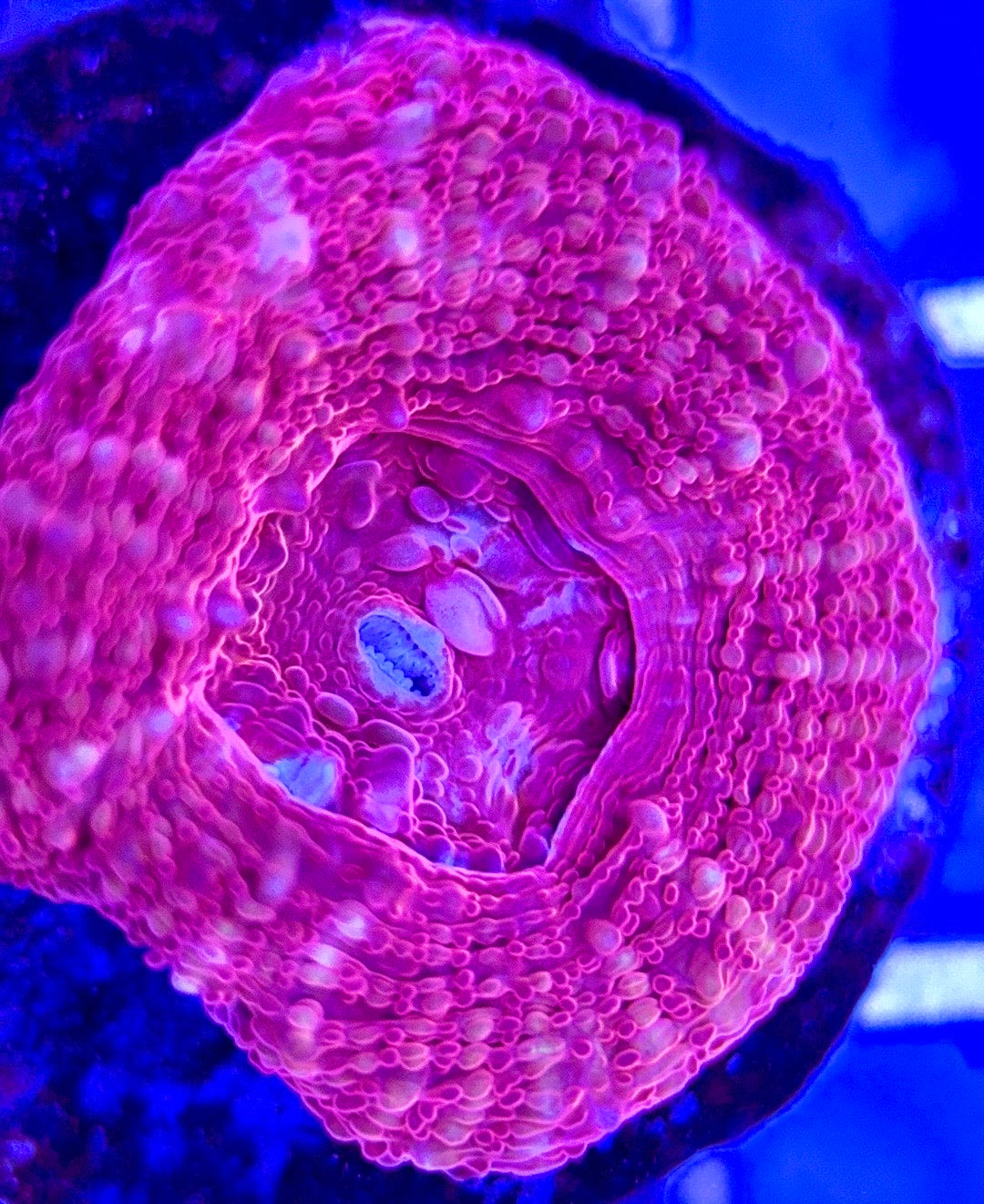 Acan Bowerbanki Red ABR103003 WYSIWYG