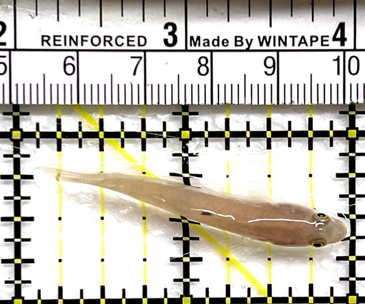 White Sand shifting Sleeper Goby WSSSG091501 WYSIWYG Size: S 2" approx