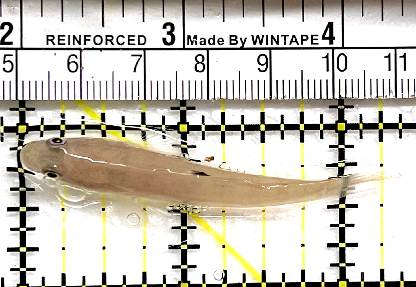 White Sand shifting Sleeper Goby WSSSG091502 WYSIWYG Size: S 2.5" approx