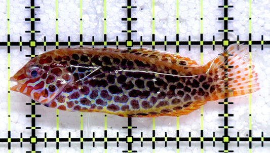 Meleagris Leopard Wrasse MLW092002 WYSIWYG Size: M 2.5" approx