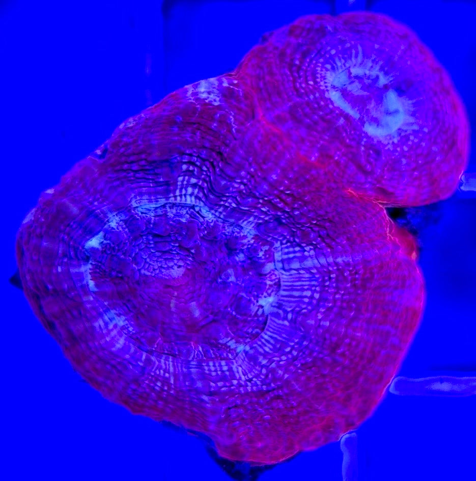 Acan Bowerbanki Red ABR103001 WYSIWYG