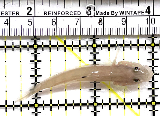 White Sand shifting Sleeper Goby WSSSG091502 WYSIWYG Size: S 2.5" approx
