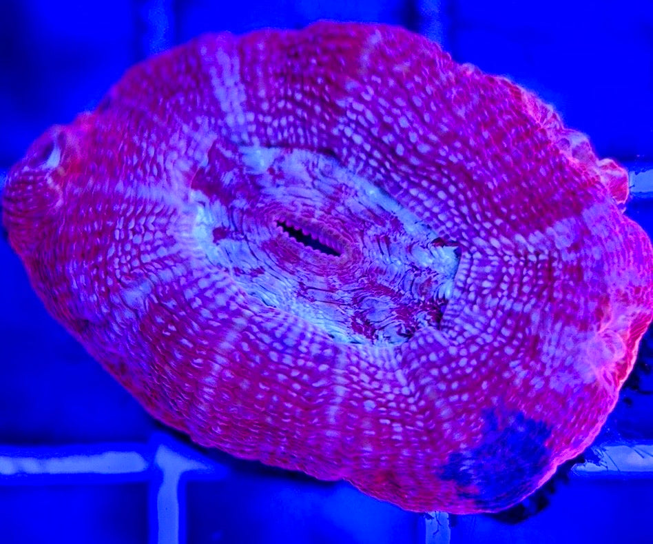 Acan Bowerbanki Red ABR103002 WYSIWYG
