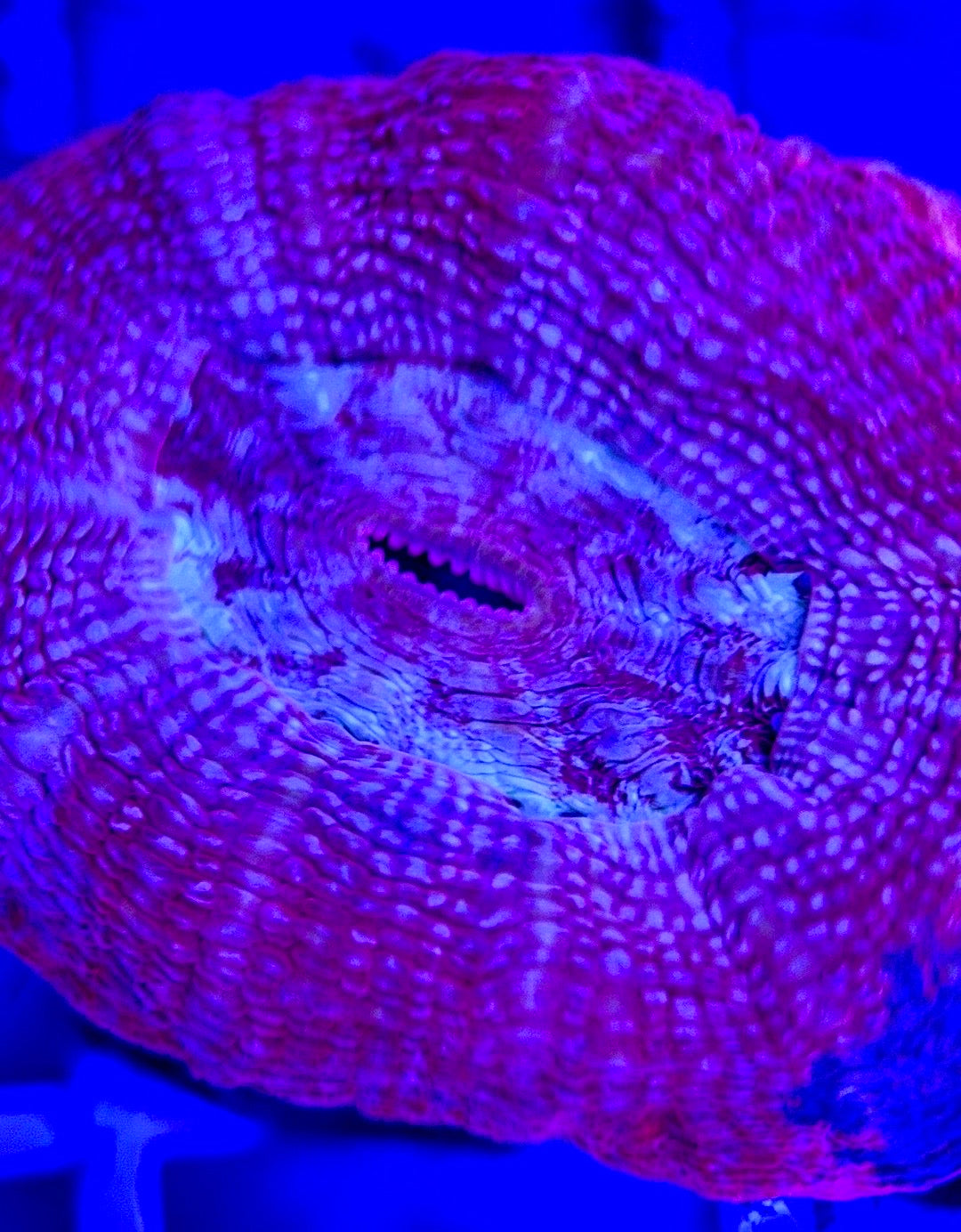 Acan Bowerbanki Red ABR103002 WYSIWYG