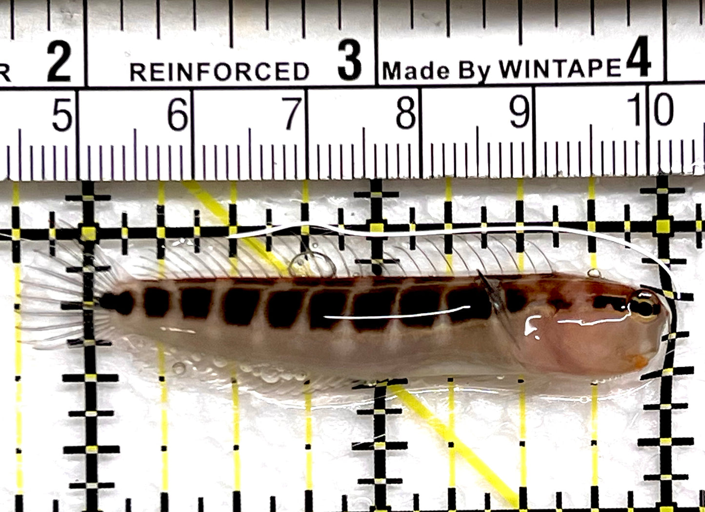 Linear Blenny LB091501 WYSIWYG Size: L 2.25" approx
