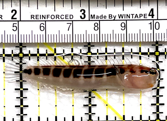 Linear Blenny LB091501 WYSIWYG Size: L 2.25" approx
