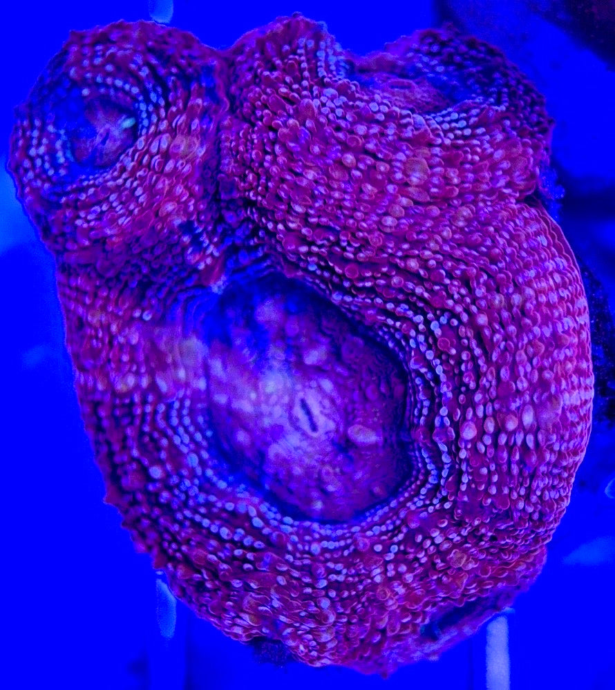 Acan Bowerbanki Red ABR103001 WYSIWYG