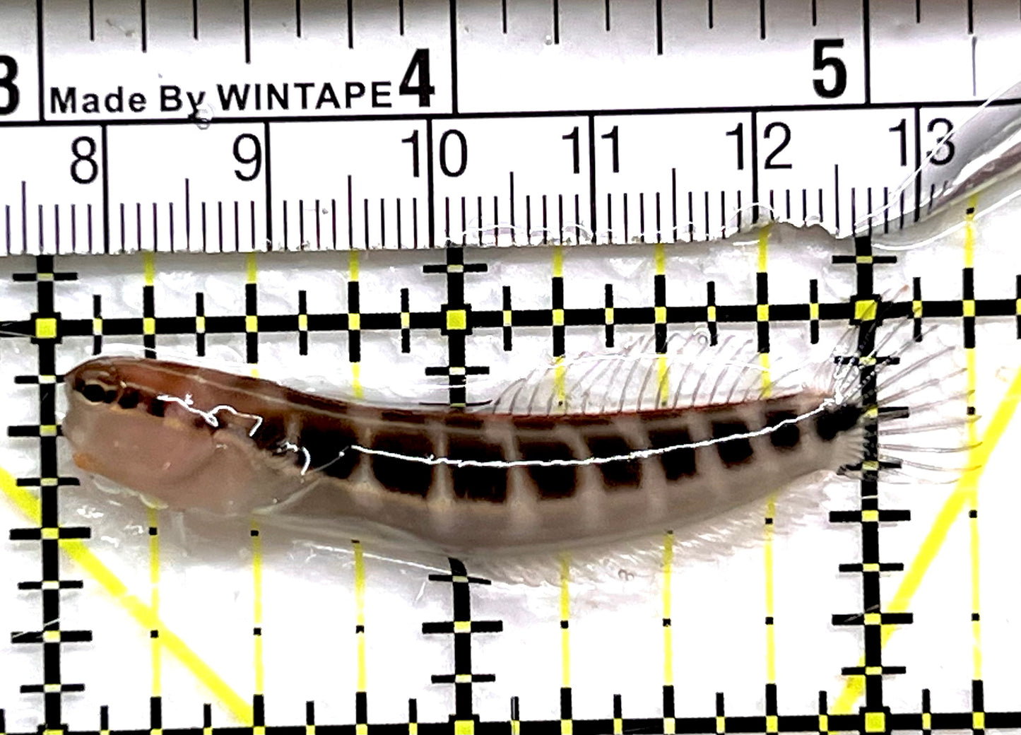Linear Blenny LB091501 WYSIWYG Size: L 2.25" approx