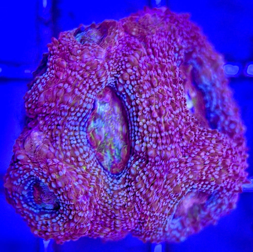 Acan Bowerbanki Red ABR103002 WYSIWYG
