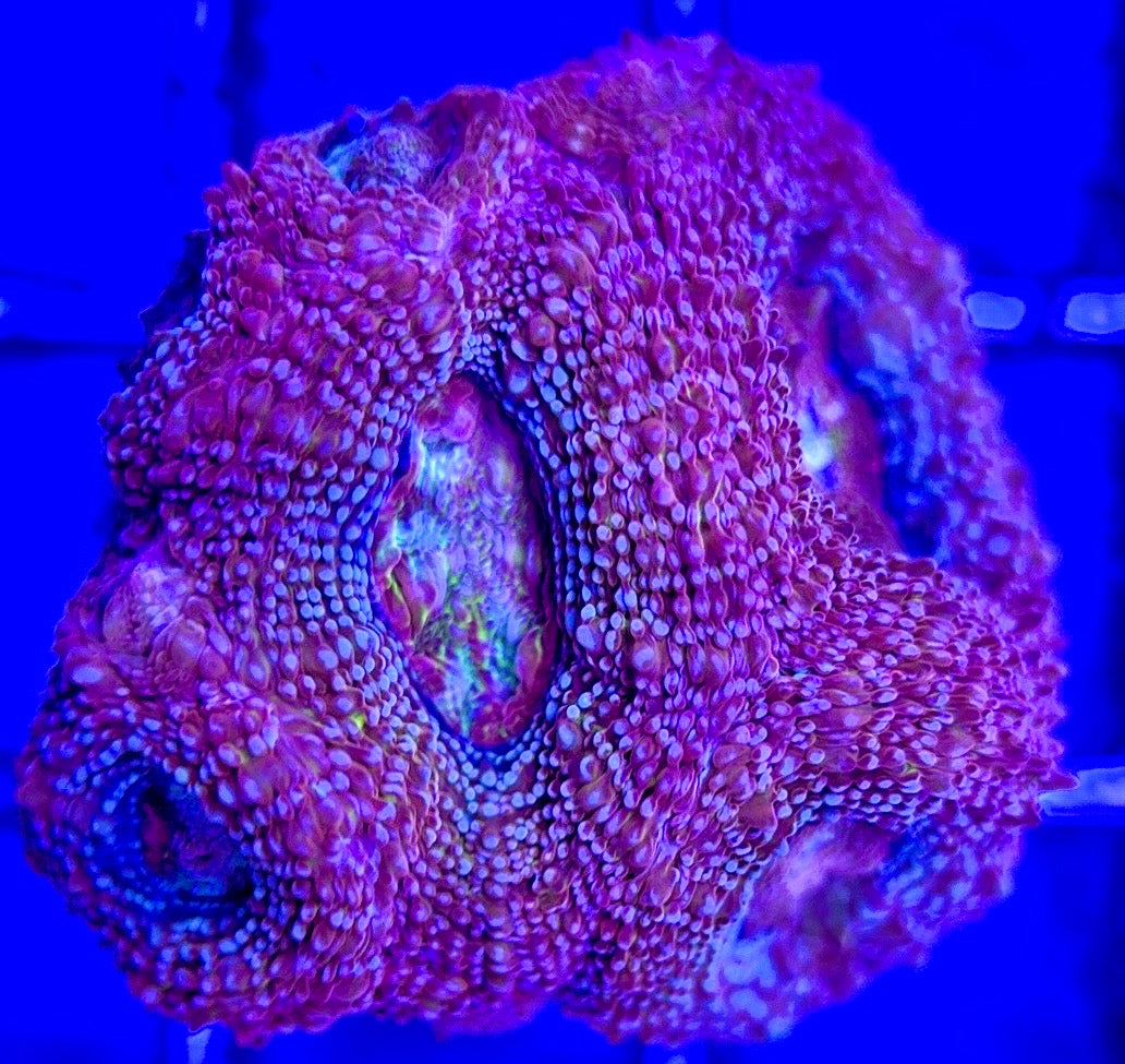 Acan Bowerbanki Red ABR103002 WYSIWYG