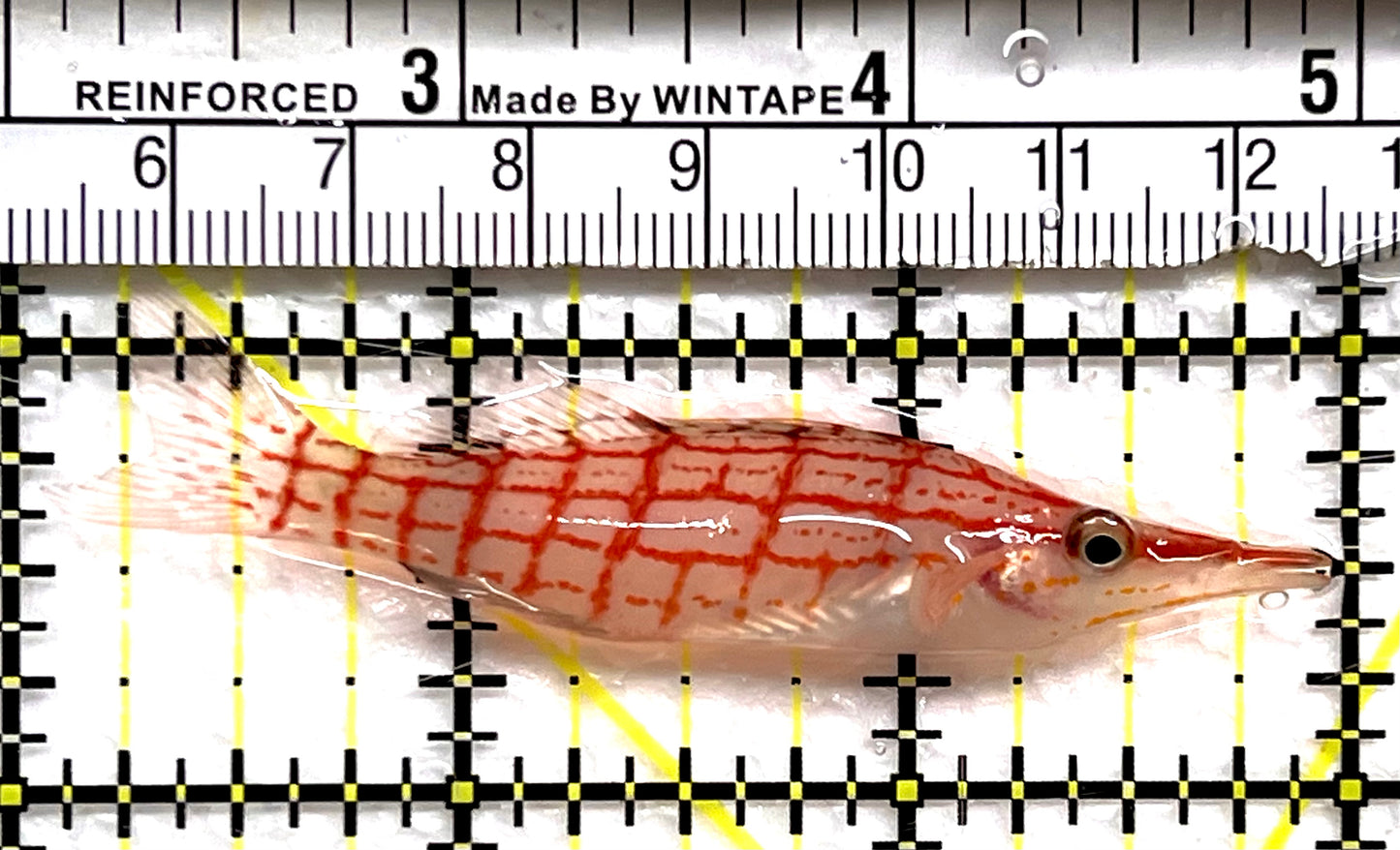 Longnose Hawkfish LH091501 WYSIWYG Size: XL 3" approx