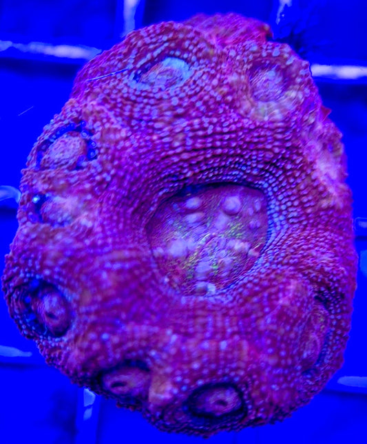 Acan Bowerbanki Red ABR103003 WYSIWYG
