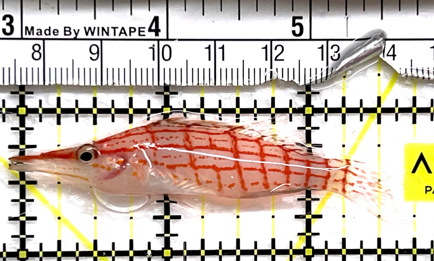 Longnose Hawkfish LH091501 WYSIWYG Size: XL 3" approx