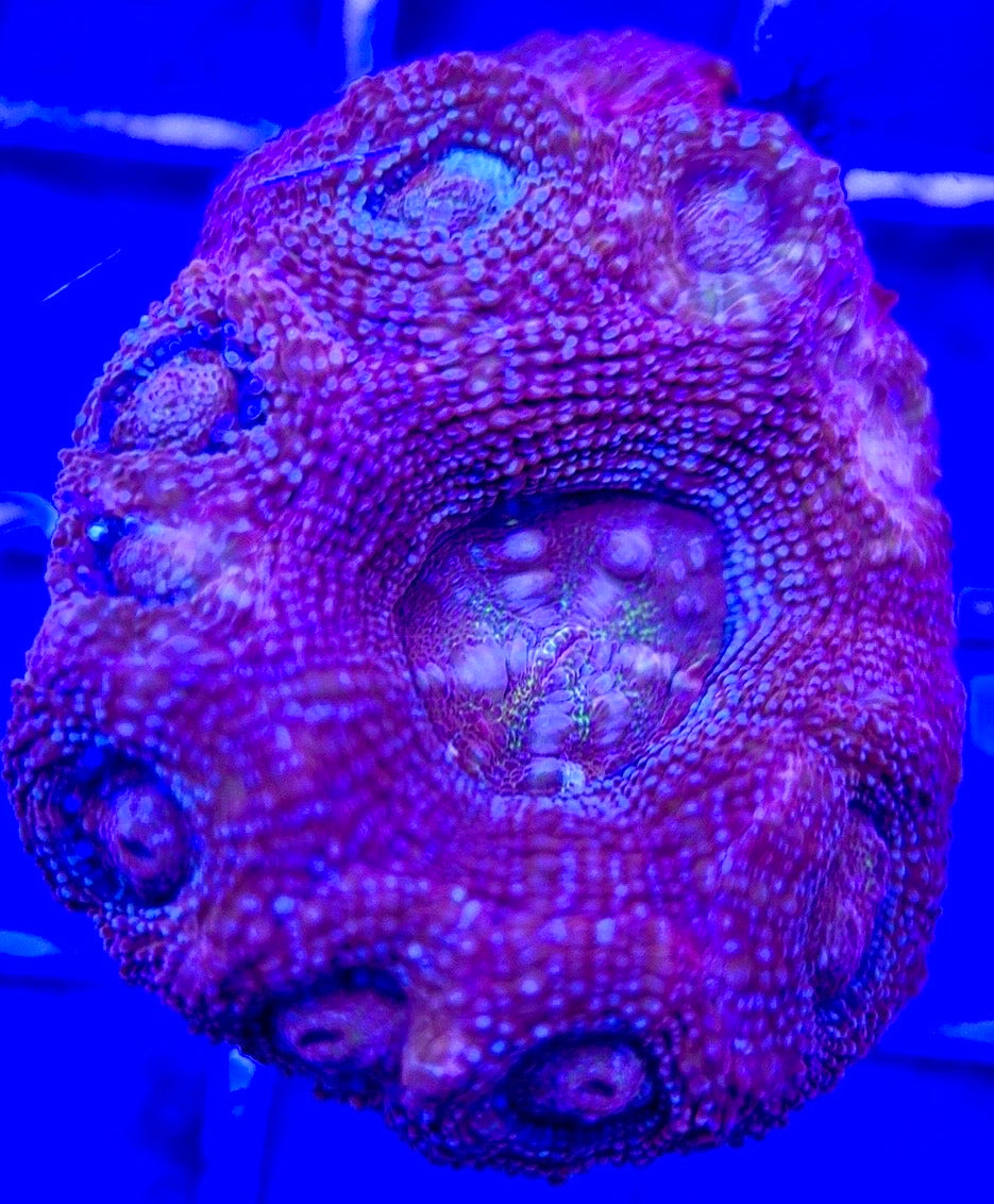 Acan Bowerbanki Red ABR103003 WYSIWYG
