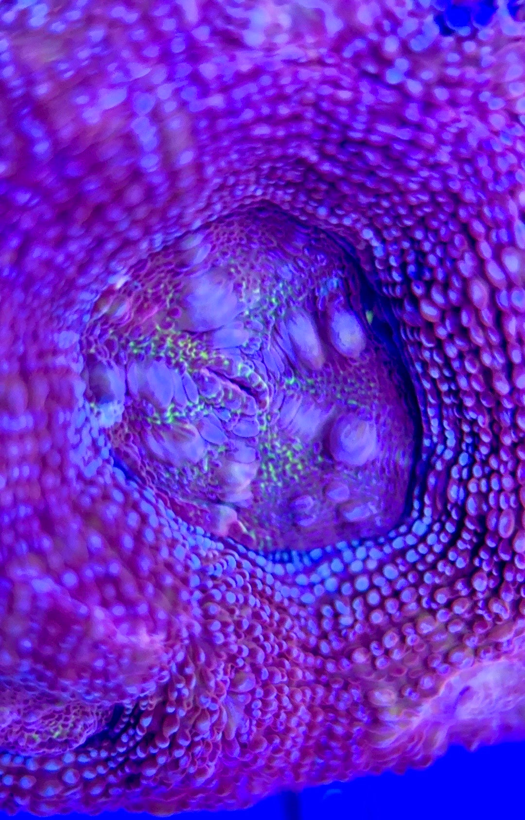 Acan Bowerbanki Red ABR103003 WYSIWYG