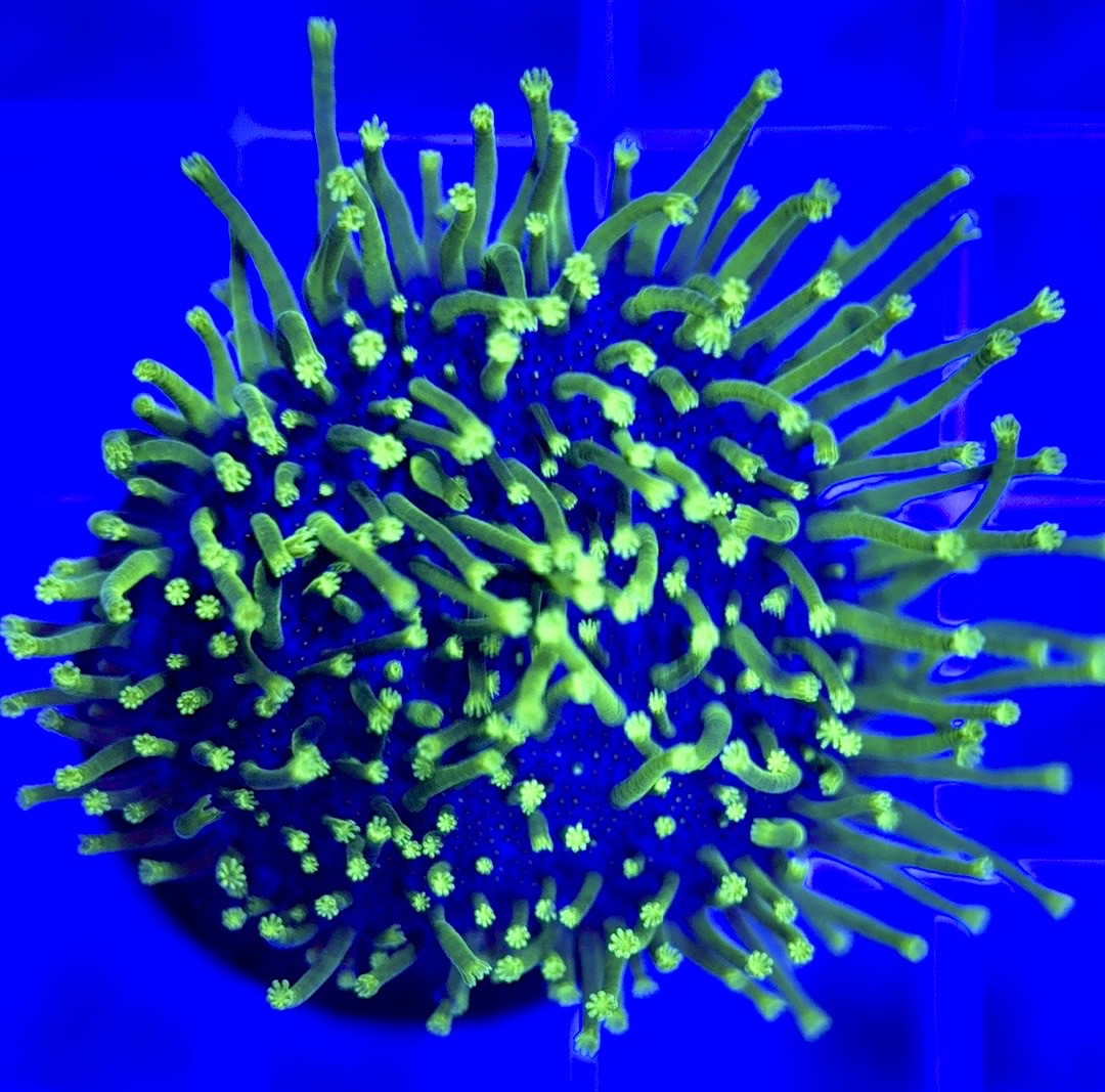 Green Toadstool GT103001 WYSIWYG