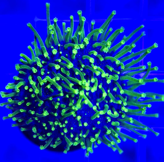 Green Toadstool GT103001 WYSIWYG