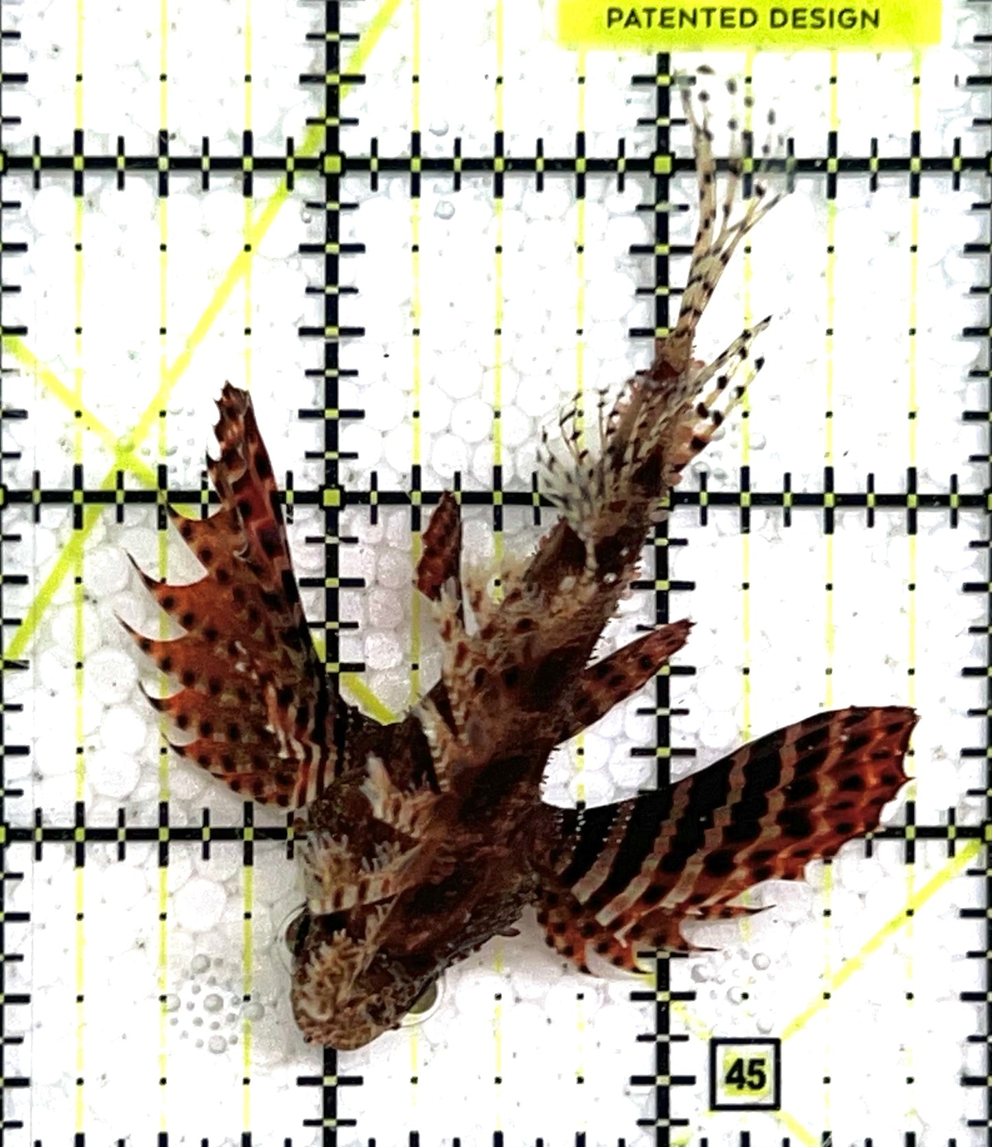 Dwarf Zebra Lionfish DZL091502 WYSIWYG Size: L 3.25" approx