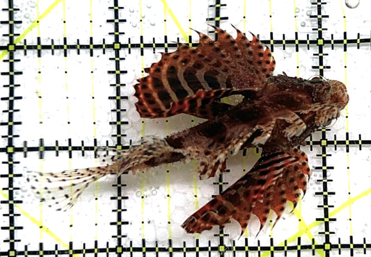 Dwarf Zebra Lionfish DZL091502 WYSIWYG Size: L 3.25" approx