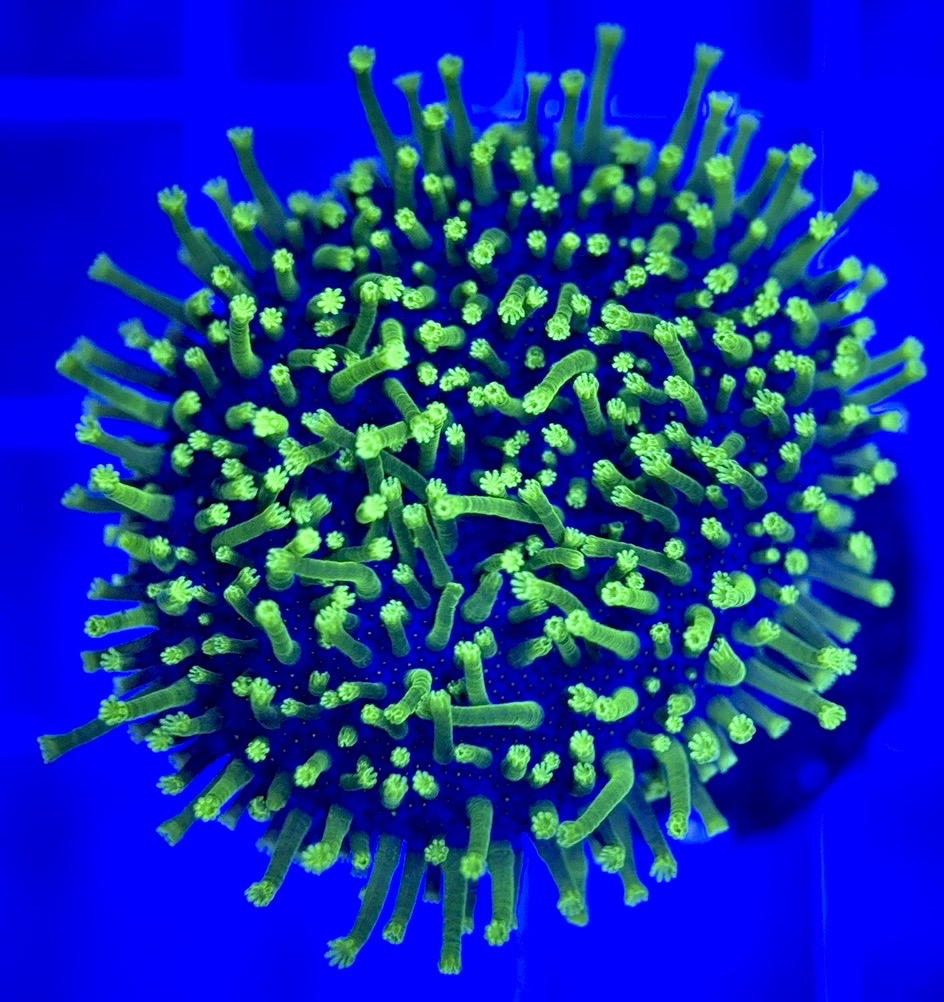 Green Toadstool GT103002 WYSIWYG