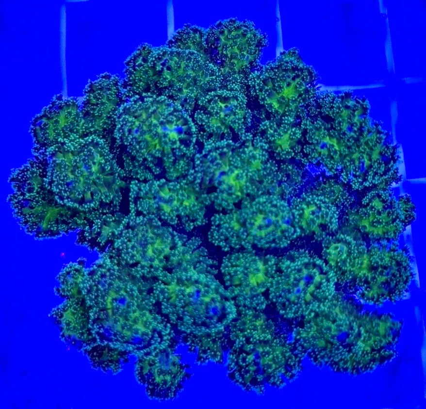 Aquacultured Toxic Pocillopora ATP103001 WYSIWYG