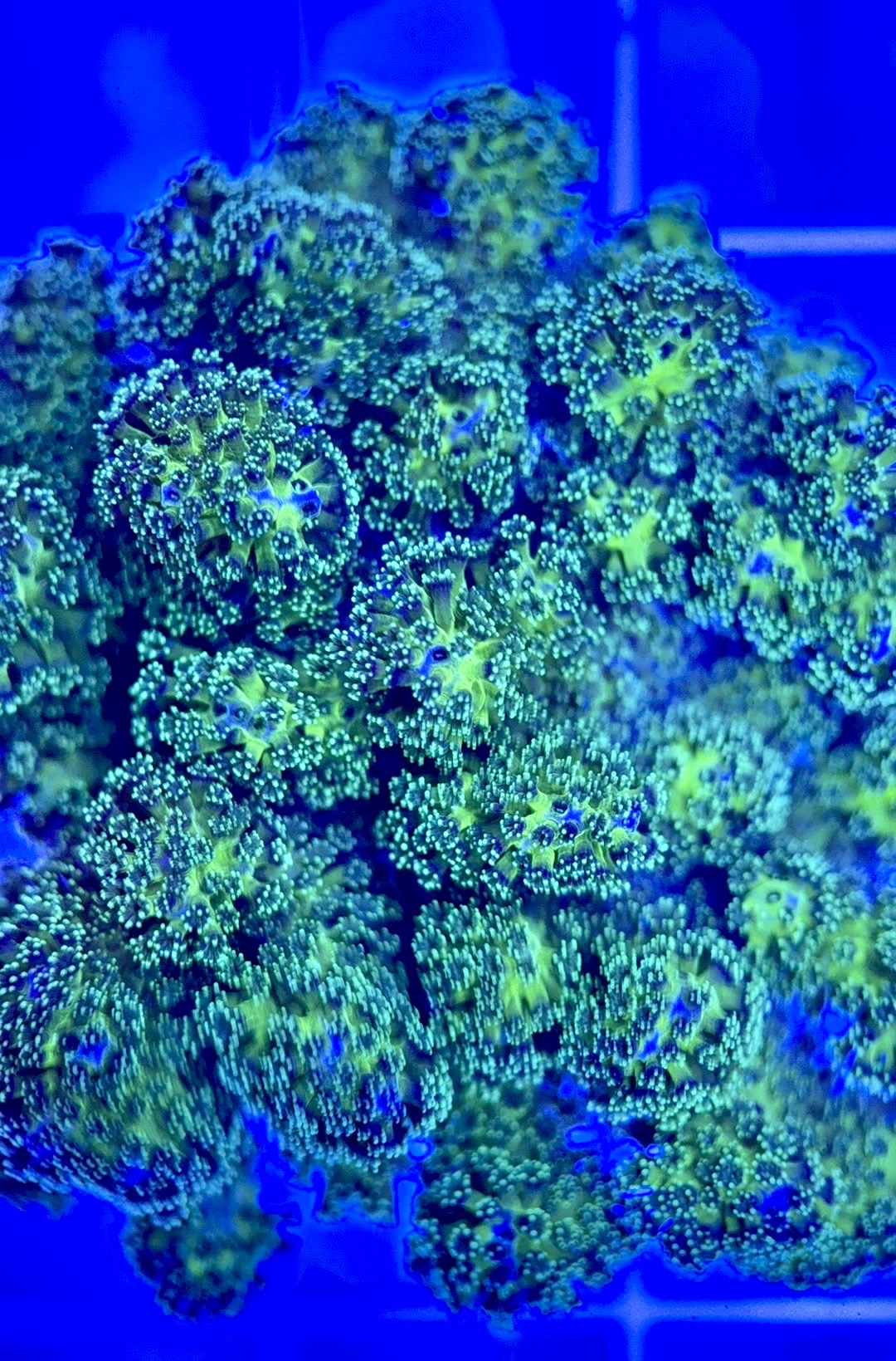 Aquacultured Toxic Pocillopora ATP103001 WYSIWYG