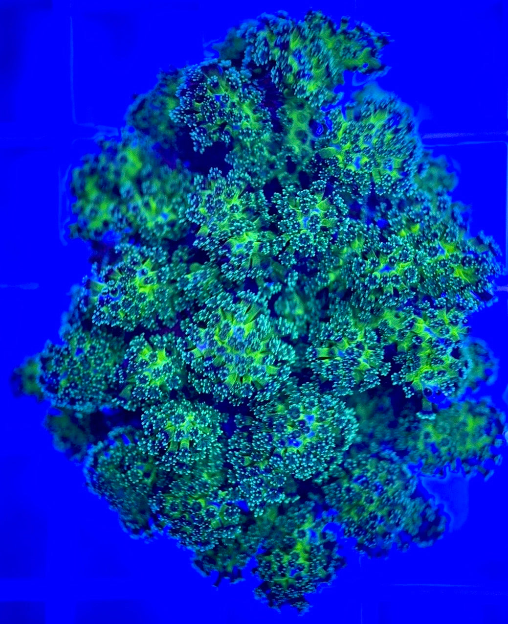 Aquacultured Toxic Pocillopora ATP103002 WYSIWYG
