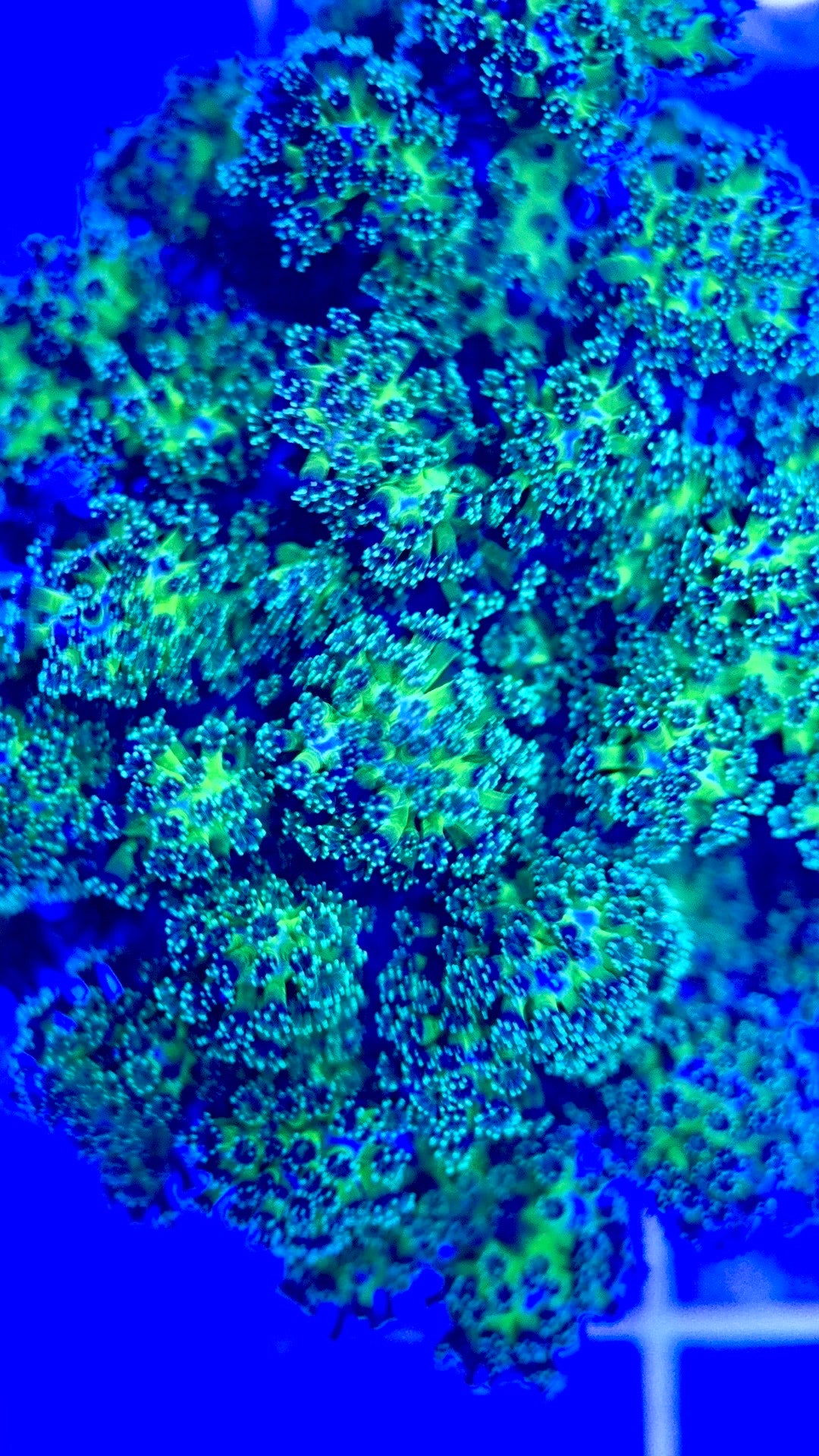 Aquacultured Toxic Pocillopora ATP103002 WYSIWYG