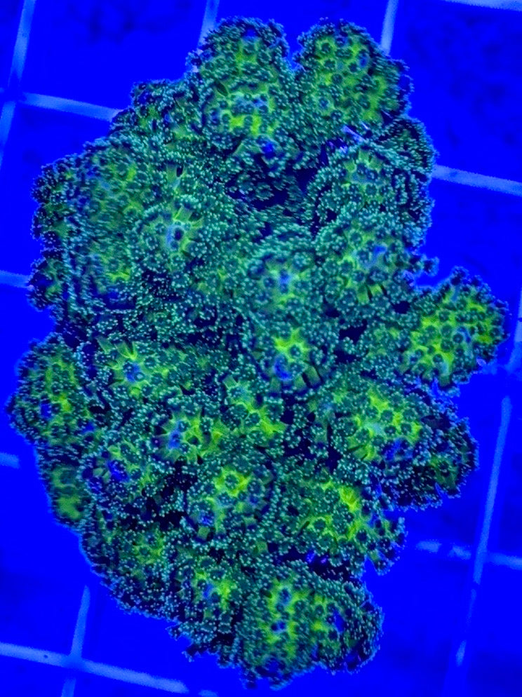 Aquacultured Toxic Pocillopora ATP103003 WYSIWYG