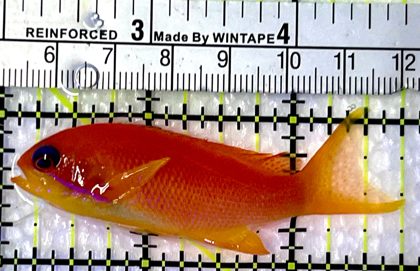 Female Lyretail Anthias (Maldives) FLA091301 WYSIWYG Size: M 2.75"