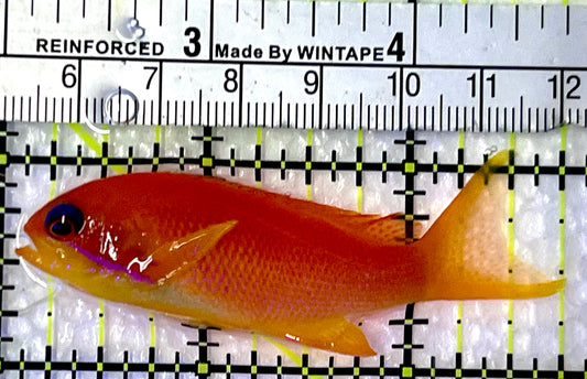 Female Lyretail Anthias (Maldives) FLA091301 WYSIWYG Size: M 2.75"
