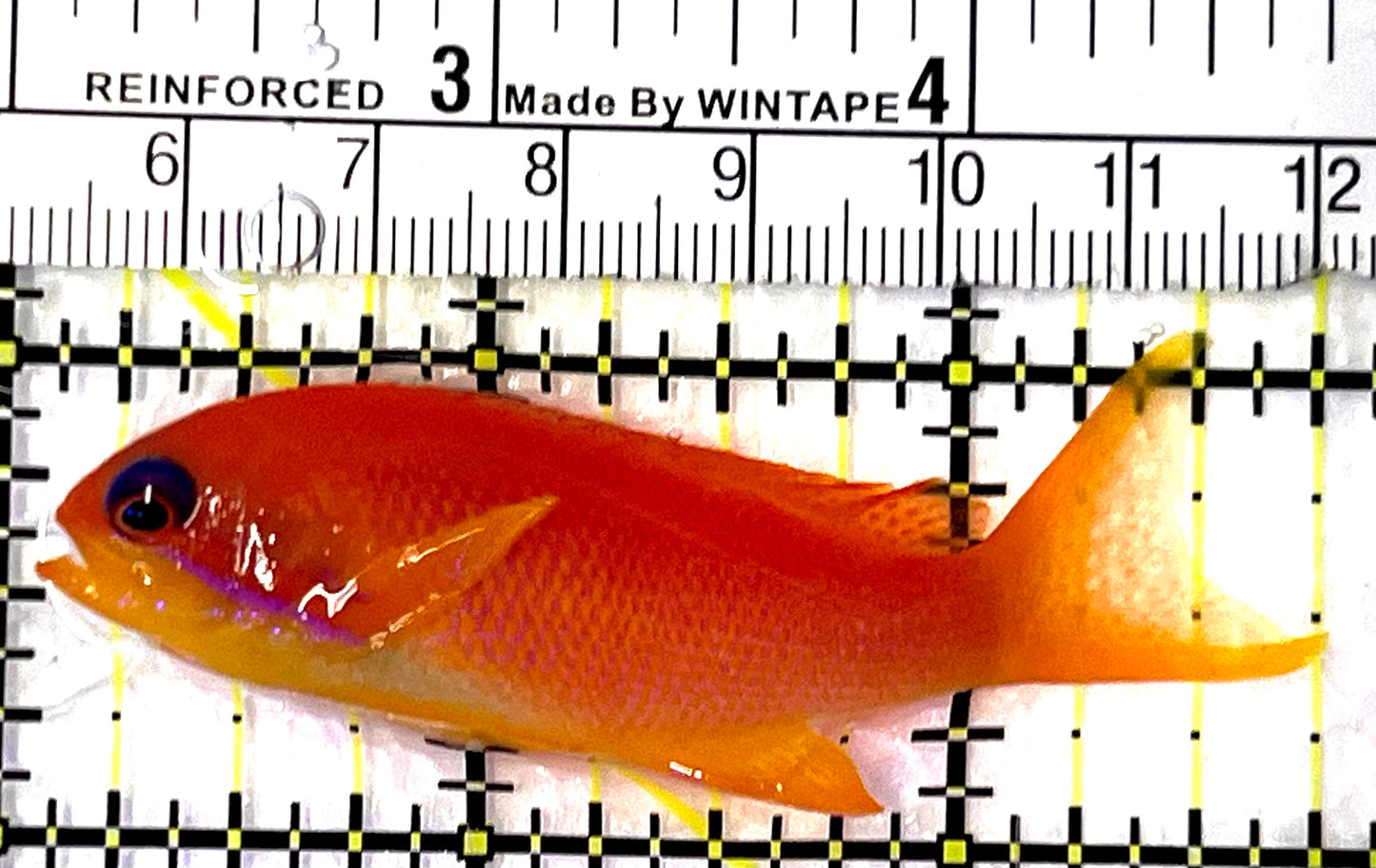 Female Lyretail Anthias (Maldives) FLA091501 WYSIWYG Size: M 2.75" approx