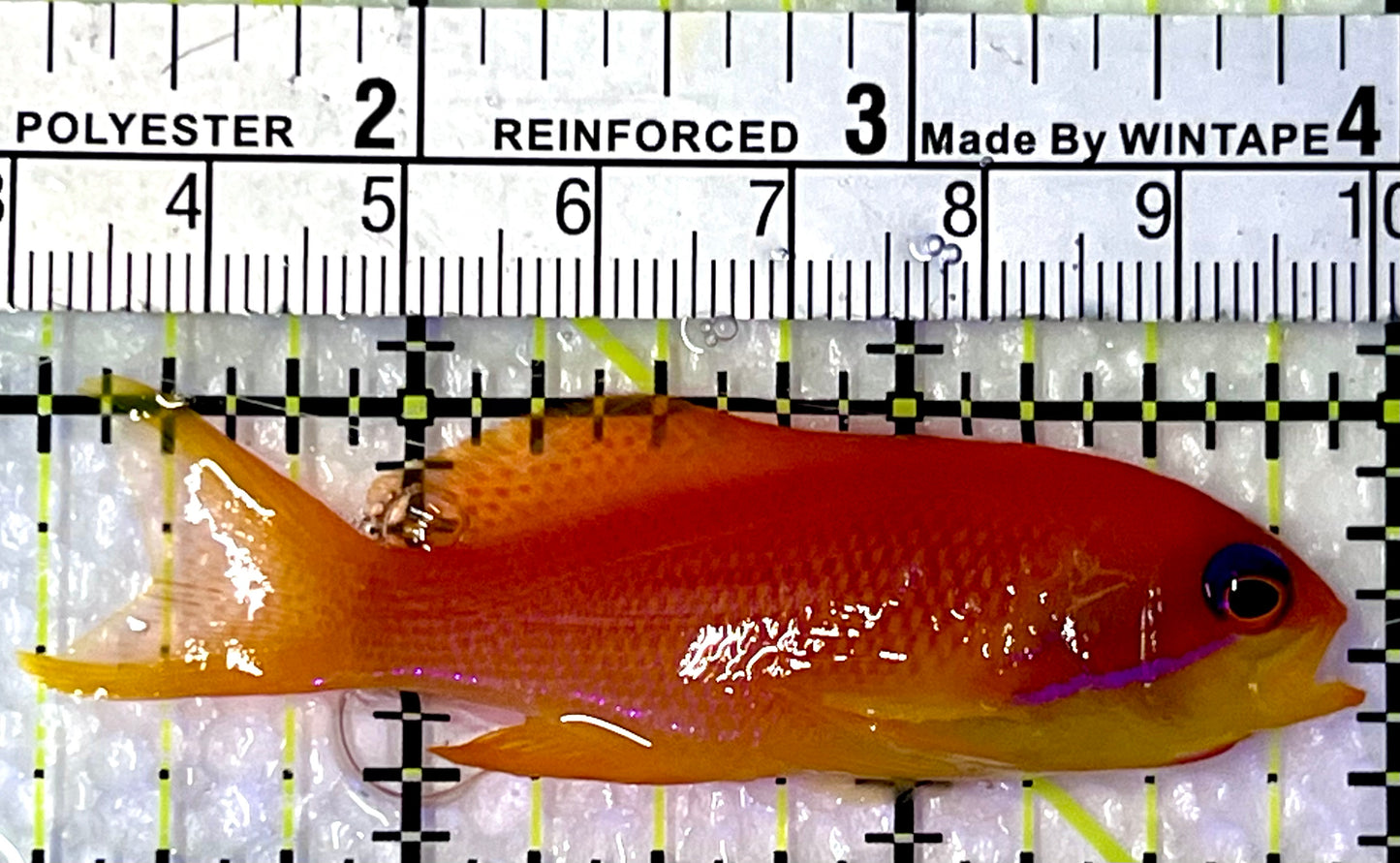 Female Lyretail Anthias (Maldives) FLA091301 WYSIWYG Size: M 2.75"